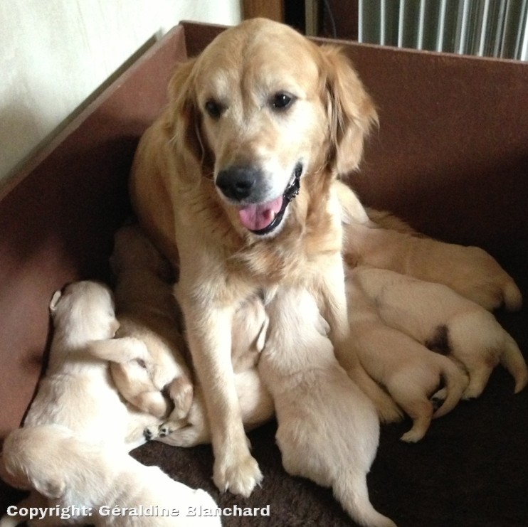 chienne en lactation